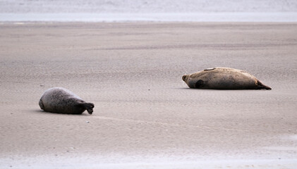 Phoque gris, © JAG IMAGES