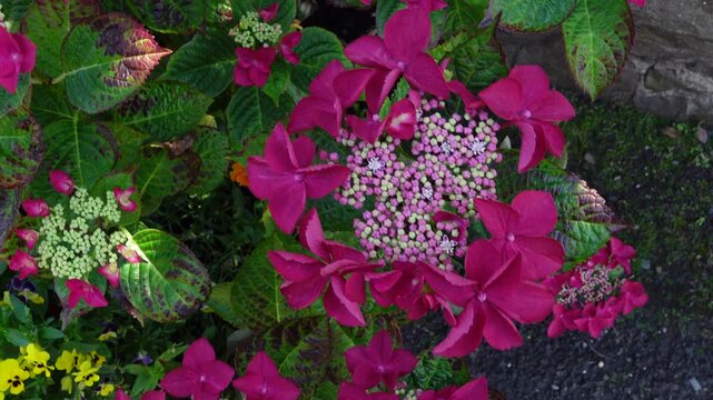 Blooming pink lacecap hydrangea with green leaves gently swaying in the wind