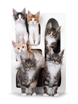 Litter of 6 Maine Coon cat kitten, sitting in decoration cubboard. All looking towards camera. Isolated on a white background.