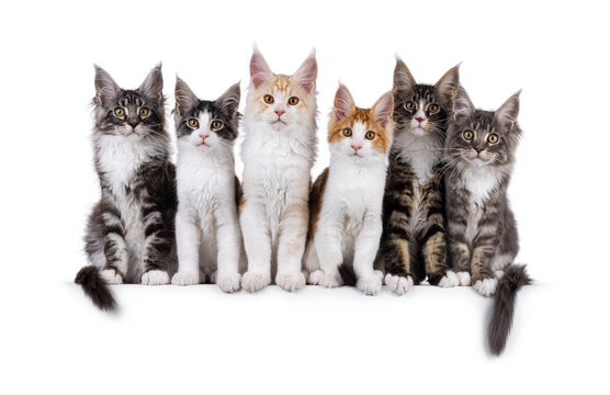 Litter of 6 Maine Coon cat kitten, sitting lined up side by side on perfect row. All looking towards camera. Isolated on a white background.