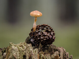 Close-up of a small brown mushroom growing out of a pine cone on a decaying tree stump. © Nik