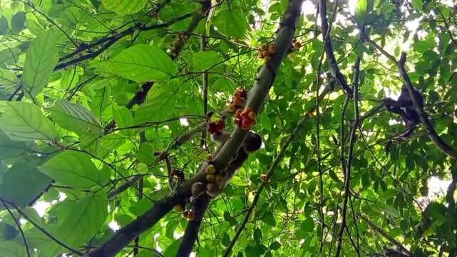 A monkey on a tree picks fruits from a branch and eats them. Green leaves on a tree
