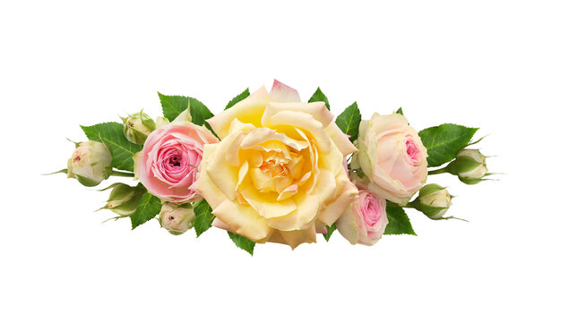 Pink and yellow rose flowers in a line vertical arrangement isolated on white or transparent background