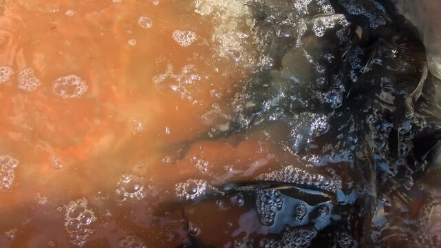 Fish swim in murky, bubbly water. Water churns with bubbles and dark swirls. Small fish dart through turbulent, orange-tinted surface. Scene suggests active, natural aquatic environment