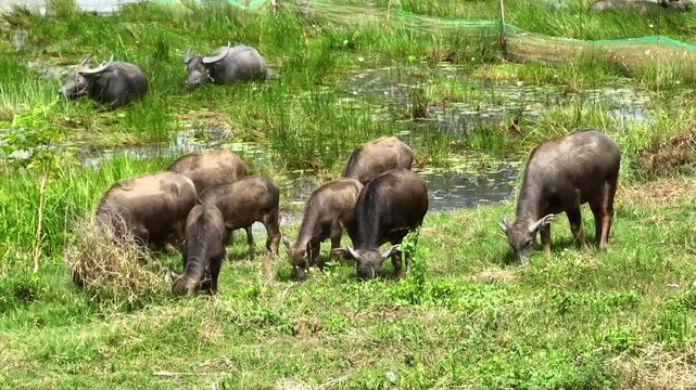 Herd of water buffalo grazing in wetland meadow at rural countryside in Vietnam