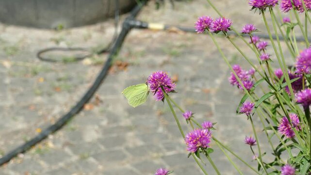 Common brimstone butterfly (Gonepteryx rhamni) moving around on a pink flower in Zurich, Switzerland