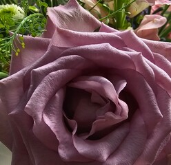 Macro close up of a beautiful lavender mauve rose bloom showing delicate petal textures. © Ben