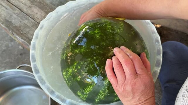 Simple hardworking hands gently wash a ripe watermelon with a soft cloth in an old basin. A quiet countryside moment that reflects everyday farm life, homegrown food and traditional kitchen routines.