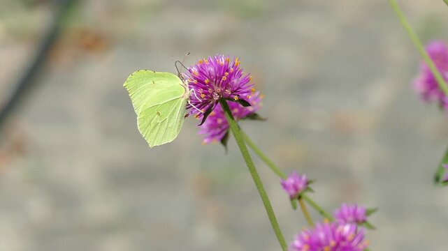 Common brimstone butterfly (Gonepteryx rhamni) moving around on a pink flower in Zurich, Switzerland