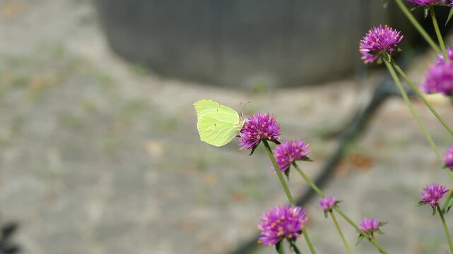 Common brimstone butterfly (Gonepteryx rhamni) moving around on a pink flower in Zurich, Switzerland
