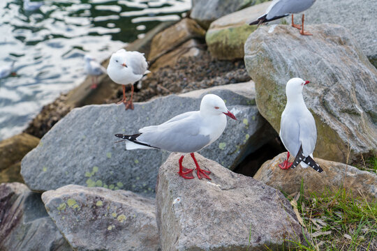 Silver gulls (Chroicocephalus novaehollandiae) on the rocks. Ilima, New South Wales, Australia 