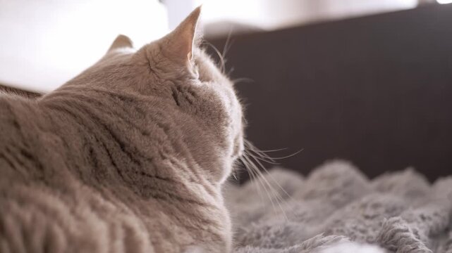Cream British shorthair cat lies comfortably on a soft grey fleece blanket viewed from behind showing its ears and whiskers. Concept of domestic comfort, pet relaxation, and cozy home life.