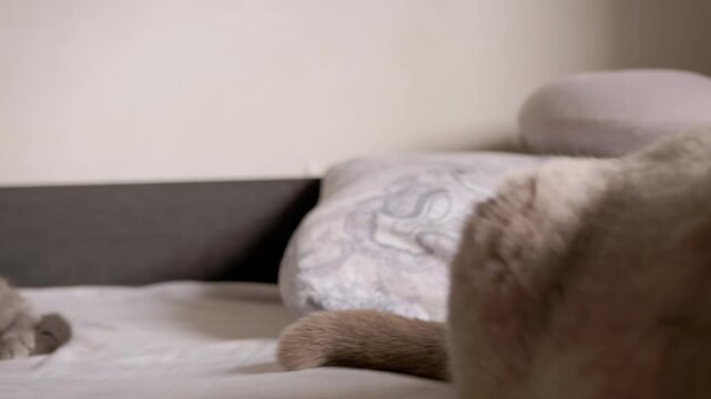 Domestic cats rest on white linens and a patterned pillow in a brightly lit room. The out-of-focus foreground shows a cat tail, while another cat sits in the background. Concept - Peaceful domestic