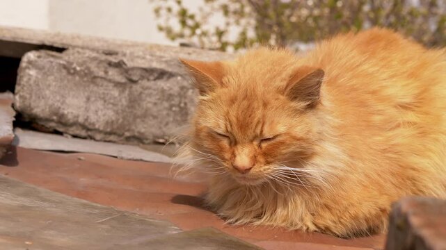 Fluffy ginger cat rests with closed eyes while sitting on a sunny stone roof ledge in bright daylight. Concept of feline relaxation, domestic bliss, animal peace, and outdoor sunbathing.