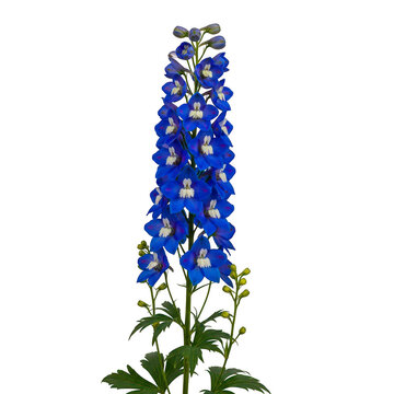 Beautiful tall blue delphinium flower stalk isolated on a white background isolated on transparent background