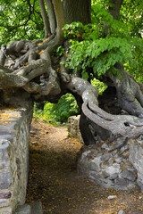 Fototapeta premium Close-up of the roots of the 