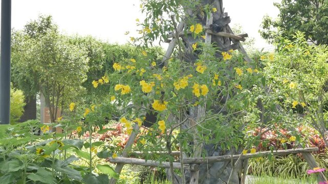Birds are flying around on trees with blooming yellow flowers.