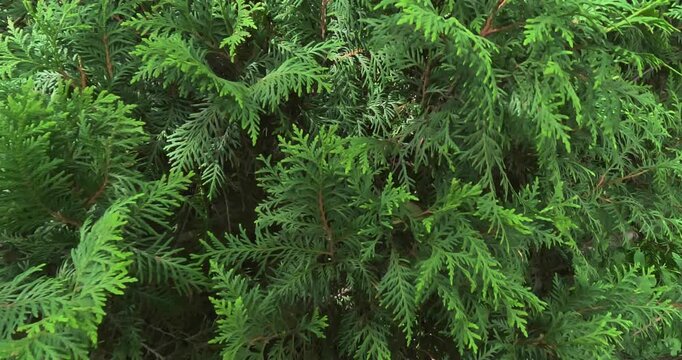Thuja occidentalis globosa is a coniferous evergreen shrub with flat, scale-like needles, Kaisaniemi, Helsinki, Finland, Europe.
