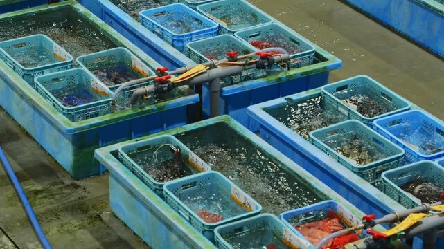 Live Fish Tanks at a Seafood Wholesale Market in Japan