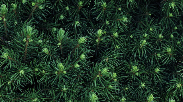 evergreen spruce needles background