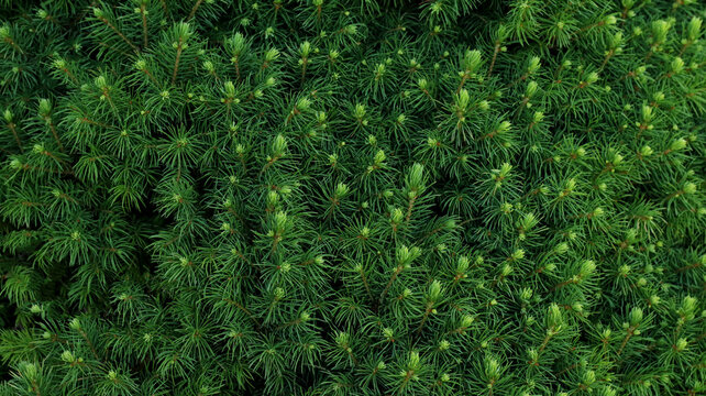 evergreen spruce needles background