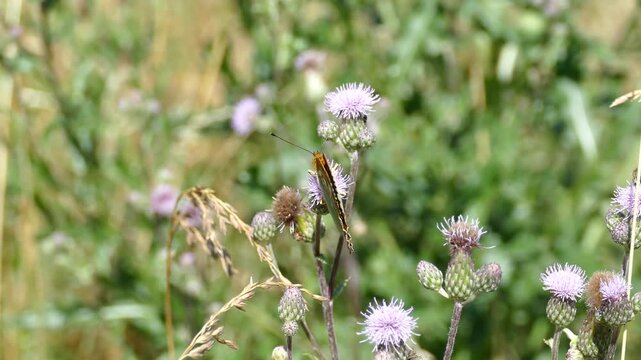 Silver-washed Fritillary butterfly (Argynnis paphia) moving around on pink flower in Zurich, Switzerland
