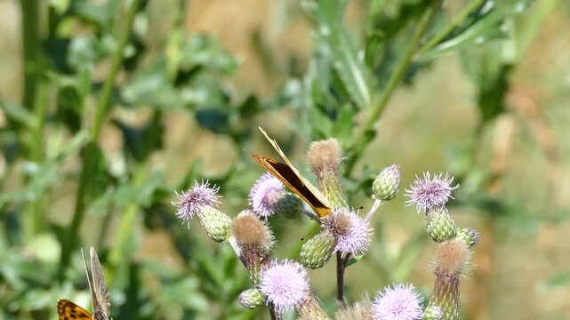 Silver-washed Fritillary butterfly (Argynnis paphia) moving around on pink flower in Zurich, Switzerland