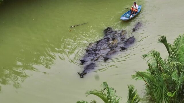 Farmer guiding water buffalo herd across river by boat in rural Vietnam aerial drone view