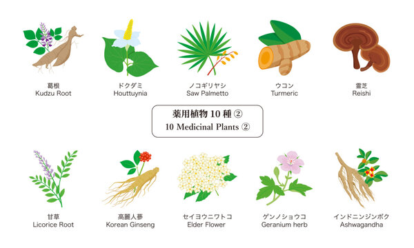 薬用植物10種-2