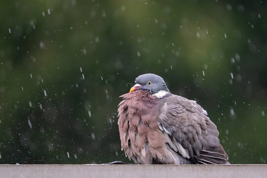Taube im Regen