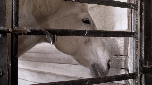 A profile of a white horse standing quietly behind dark metal bars in a wooden stable stall. Concept of equestrian care, domestic animal captivity, and traditional farming life.