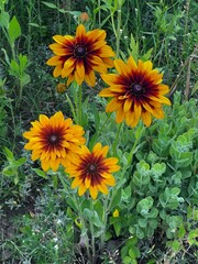 Rudbekia błyskotliwa, kwiat, polska wieś © Maciej G. Szling