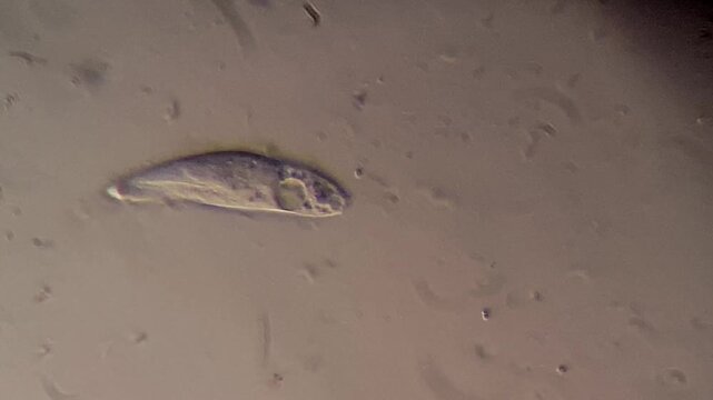 Paramecium protozoan single celled organism visible under light microscope view
