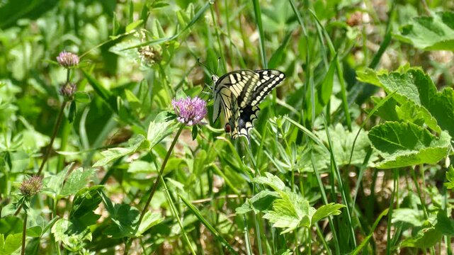 Old World Swallowtail or common yellow swallowtail (Papilio machaon) moving around on a pink flower in Zurich, Switzerland