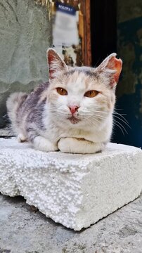 A calico stray cat with golden eyes and a notched ear rests in a loaf position on a white styrofoam block outdoors. Concept of animal welfare, street life, and urban feline resilience.