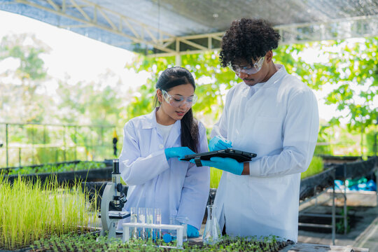 Scientists examined the quality of vegetable organic from hydroponic farm.