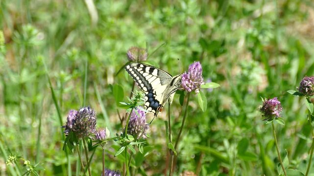 Old World Swallowtail or common yellow swallowtail (Papilio machaon) moving around on a pink flower in Zurich, Switzerland