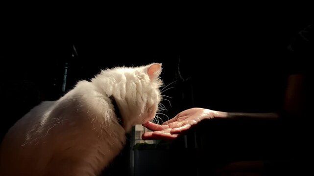 A fluffy white cat gently licking a human hand under dramatic lighting, showcasing a tender moment of pet love, trust, and indoor companionship.
