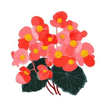 2D minimalist flat vector of a Begonia Bouquet, contemporary clean design isolated on white.