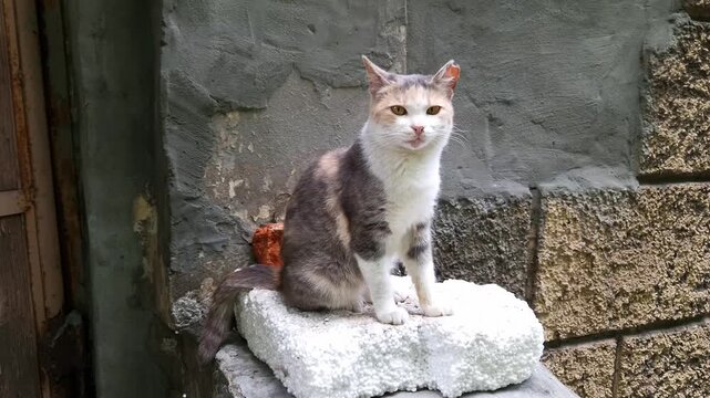 A calico cat sits calmly on a white styrofoam block beside a rough weathered concrete wall. Concept of urban animal survival, stray pets, and finding improvised shelter outdoors.