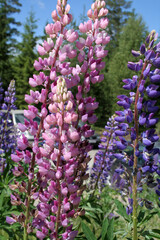 Des lupins en pleine floraison © helenedevun