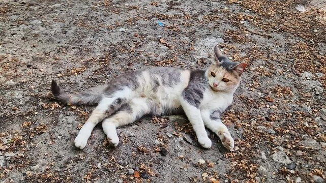 A tricolor calico cat lies on dry dusty soil with fallen seeds while looking away. Concept of stray animal life, outdoor domestic pets, and curious feline behavior in nature.
