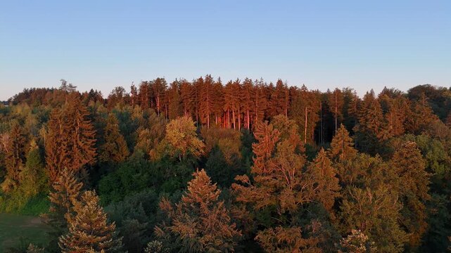 Aerial drone view of a forest at sunrise with golden morning light. Scenic woodland landscape in peaceful nature. 