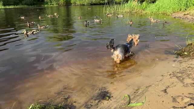 Small Yorkshire terrier dog standing in shallow pond water with blue harness, watching mallard ducks swimming, sandy shore, pet outdoors, wildlife, nature