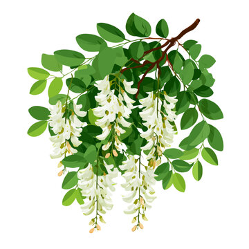 Flat 2D minimalist illustration of a Black Locust Tree, modern vector design with white background.