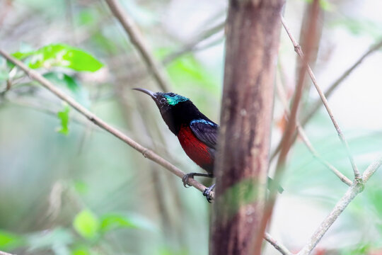 a Male Purple-naped Sunbird (Leptocoma sperata) Perched on a Branch in Tropical Forest with Soft Bokeh