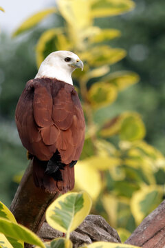 White-bellied sea eagle (Haliaeetus leucogaster) perched on a tree branch,  White-bellied sea eagle (Haliaeetus leucogaster) resting on a wooden perch