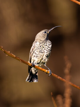 Amethyst Sunbird (Swartsuikerbekkie) (Chalcomitra amethystina) at the Aloe Farm, Brits, Gauteng, South Africa