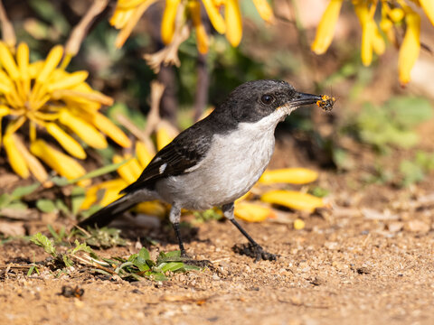 Fiscal Flycatcher (Fiskaalvlie&euml;vanger) (Sigelus silens) catching and eating a bee at the Aloe Farm, Brits, Gauteng, South Africa