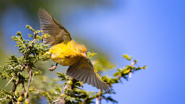 Lesser Masked Weaver (Kleingeelvink) (Ploceus intermedius) at the Aloe Farm, Brits, Gauteng, South Africa